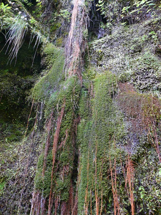 Foto de Madeira, Portugal