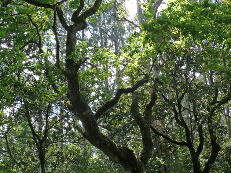 Foto de Madeira, Portugal
