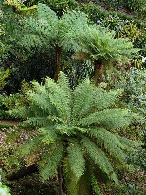 Foto de Madeira, Portugal