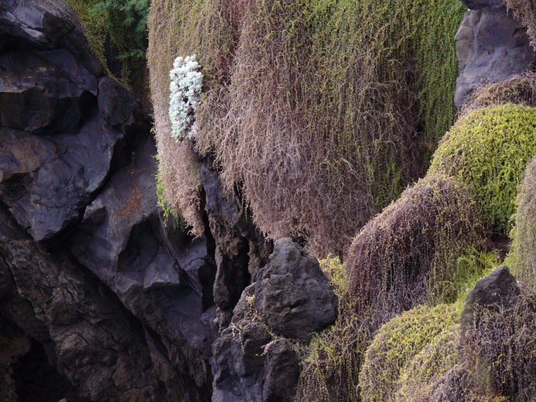 Foto de Madeira, Portugal