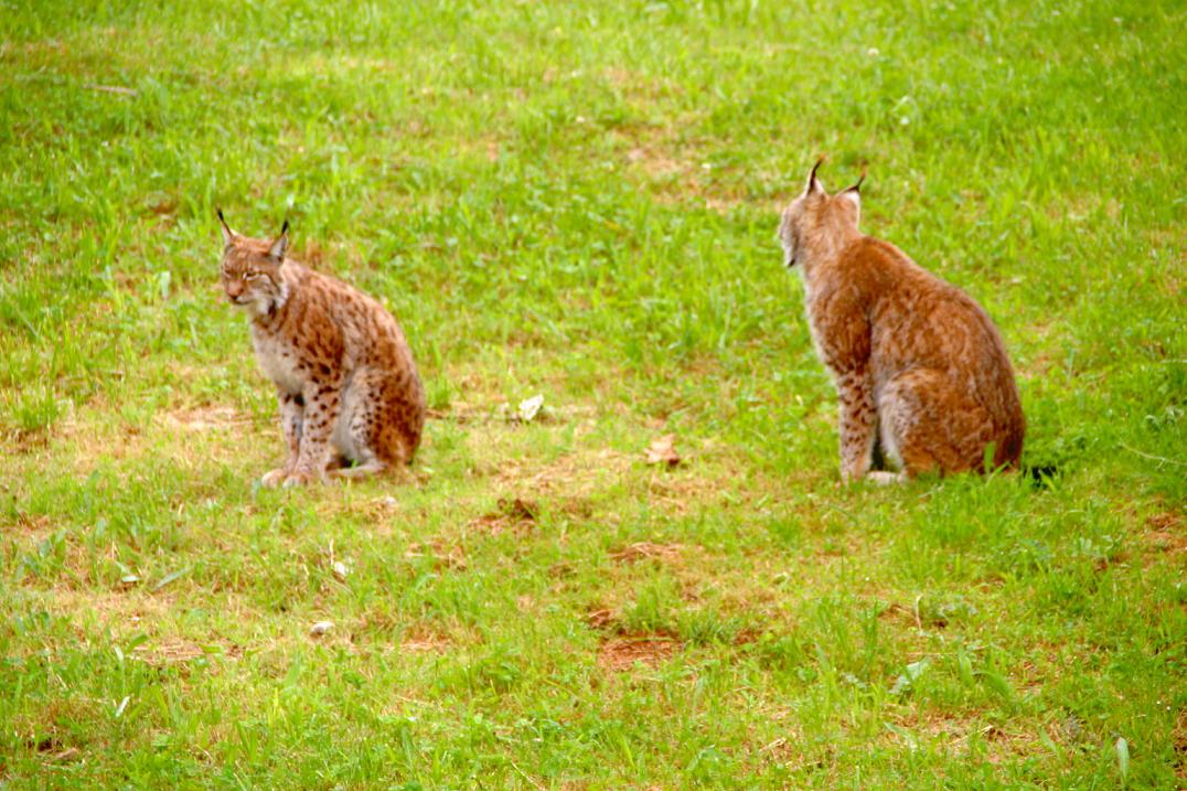 Foto de Cabárceno (Cantabria), España