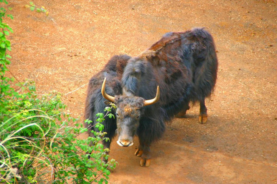 Foto de Cabárceno (Cantabria), España