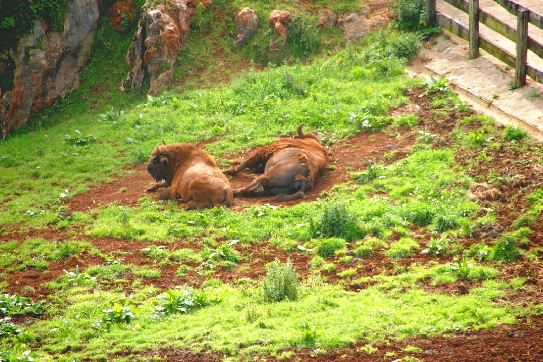Foto de Cabárceno (Cantabria), España