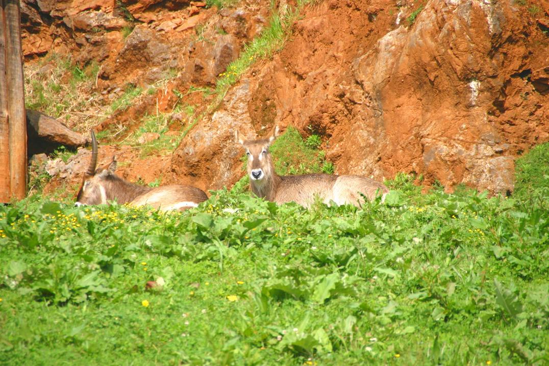 Foto de Cabárceno (Cantabria), España