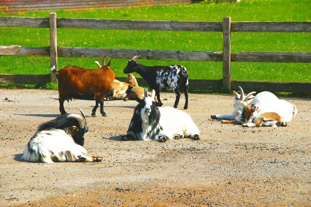 Foto de Cabárceno (Cantabria), España