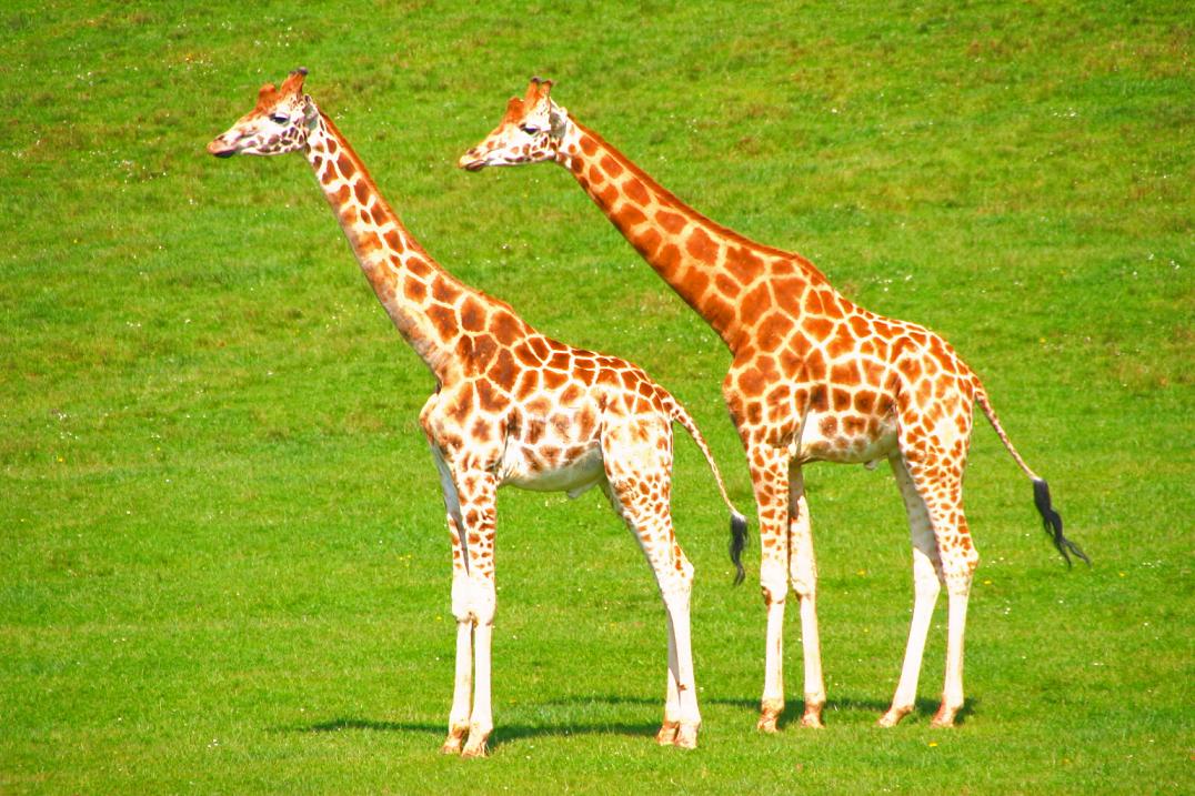 Foto de Cabárceno (Cantabria), España