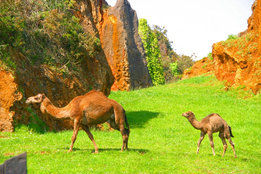Foto de Cabárceno (Cantabria), España