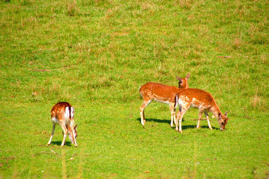 Foto de Cabárceno (Cantabria), España