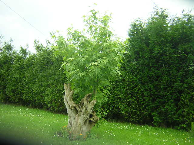 Foto de Luarca (Asturias), España
