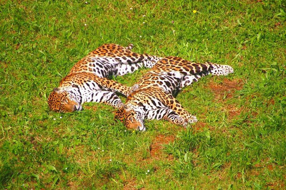 Foto de Cabárceno (Cantabria), España