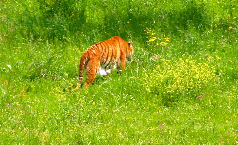 Foto de Cabárceno (Cantabria), España