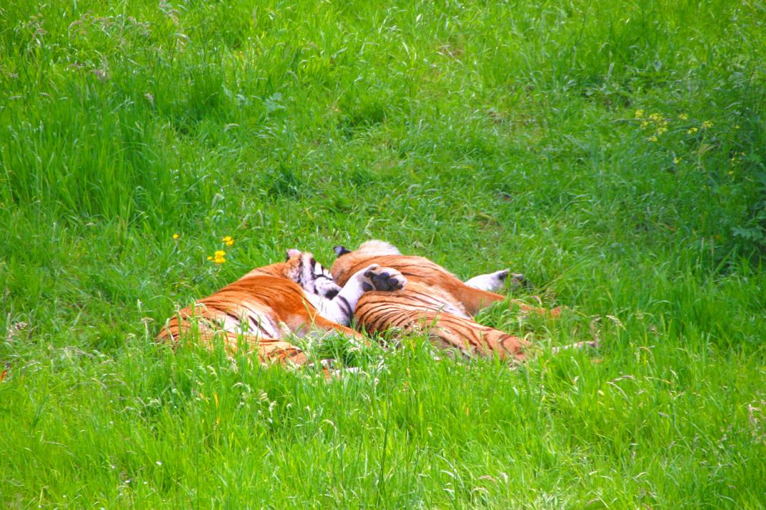 Foto de Cabárceno (Cantabria), España