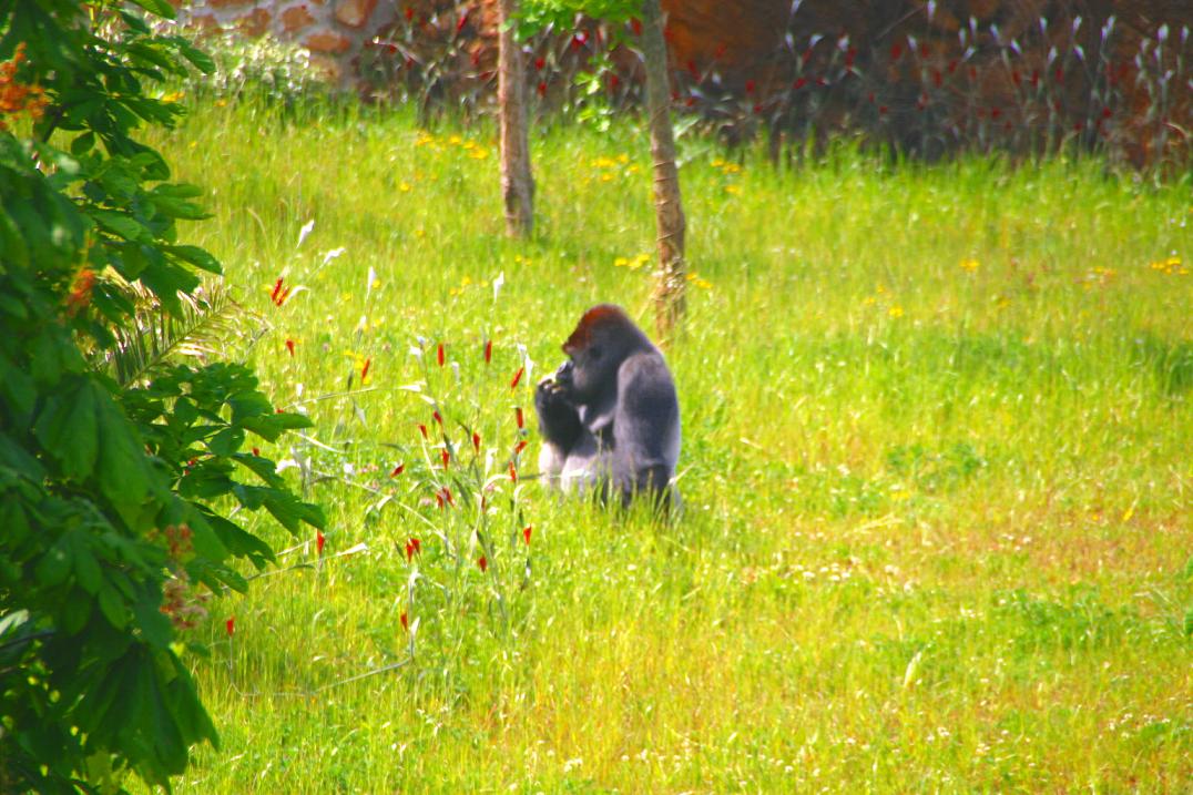 Foto de Cabárceno (Cantabria), España