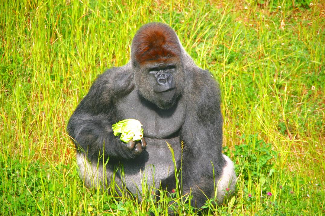 Foto de Cabárceno (Cantabria), España