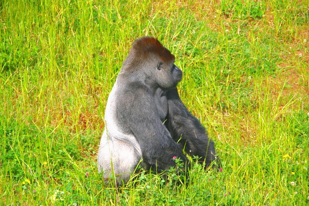 Foto de Cabárceno (Cantabria), España