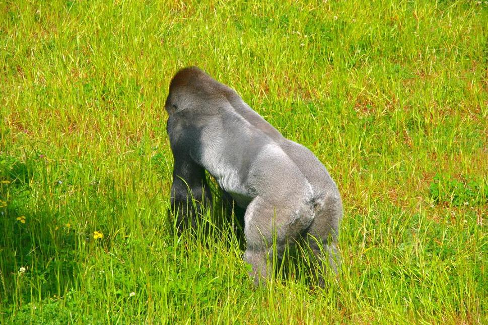 Foto de Cabárceno (Cantabria), España