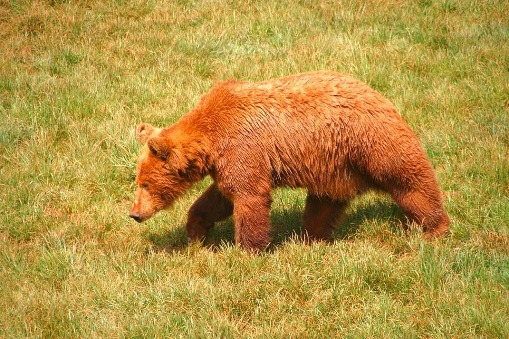 Foto de Cabárceno (Cantabria), España