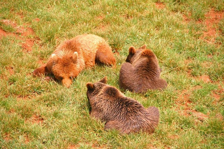 Foto de Cabárceno (Cantabria), España