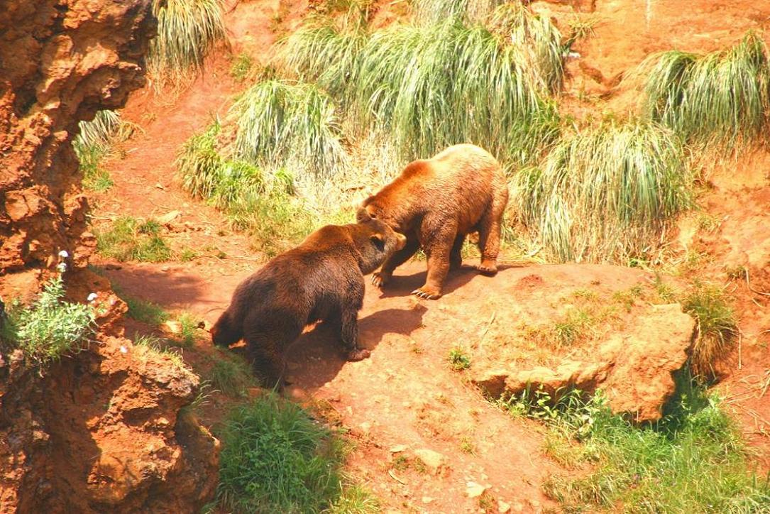 Foto de Cabárceno (Cantabria), España