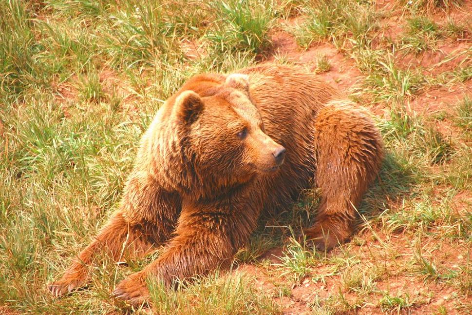 Foto de Cabárceno (Cantabria), España