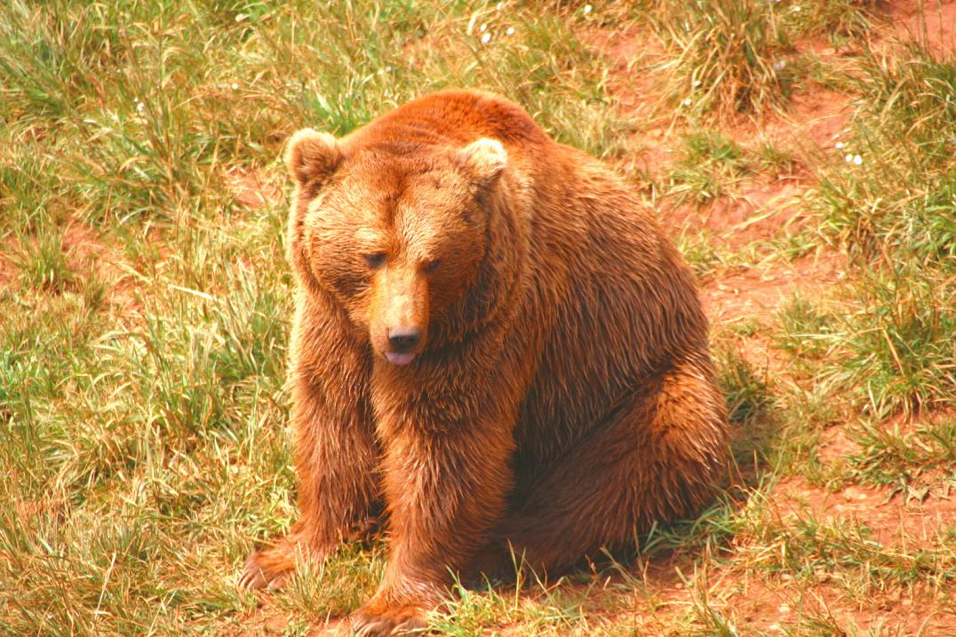 Foto de Cabárceno (Cantabria), España
