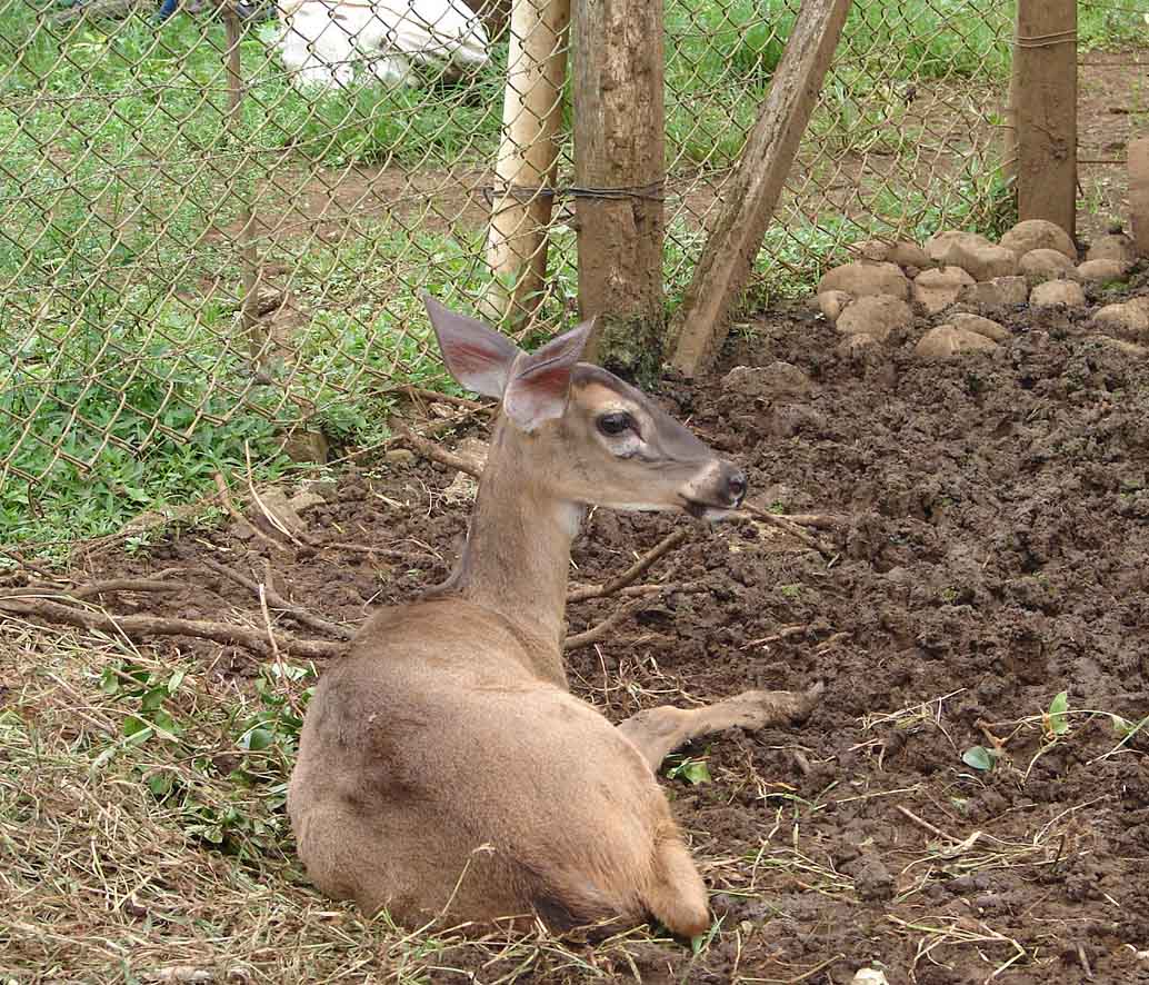 Foto de San Carlos - Alajuela, Costa Rica