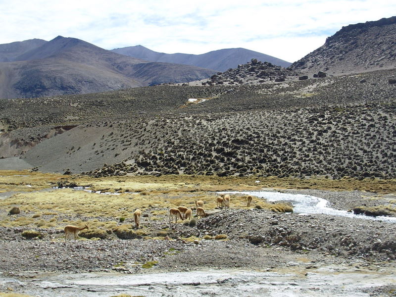 Foto de Arica (Altiplano), Chile