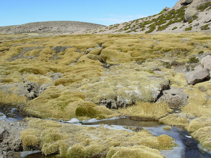 Foto de Arica (Altiplano), Chile