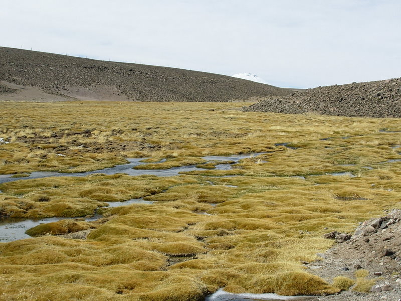 Foto de Arica (Altiplano), Chile