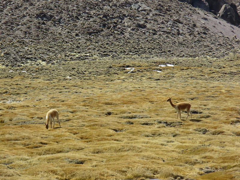 Foto de Arica (Altiplano), Chile