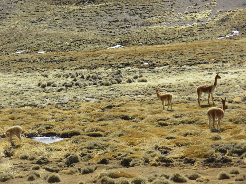Foto de Arica (Altiplano), Chile