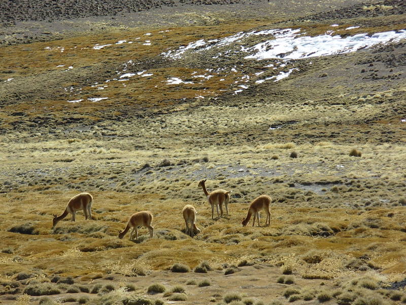 Foto de Arica (Altiplano), Chile