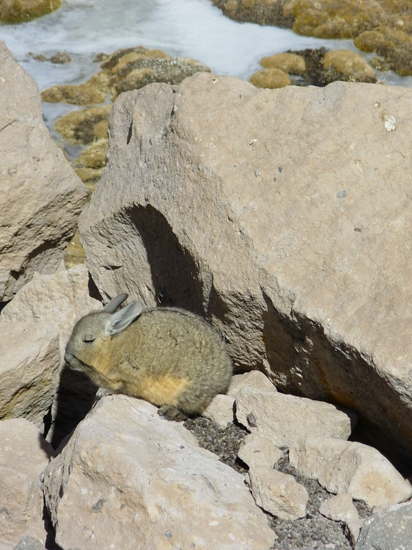 Foto de Arica (Altiplano), Chile