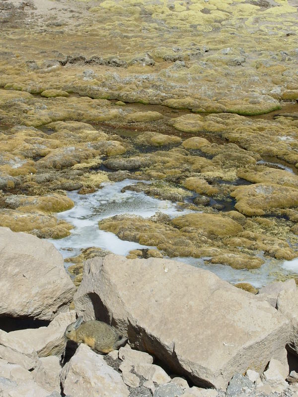 Foto de Arica (Altiplano), Chile
