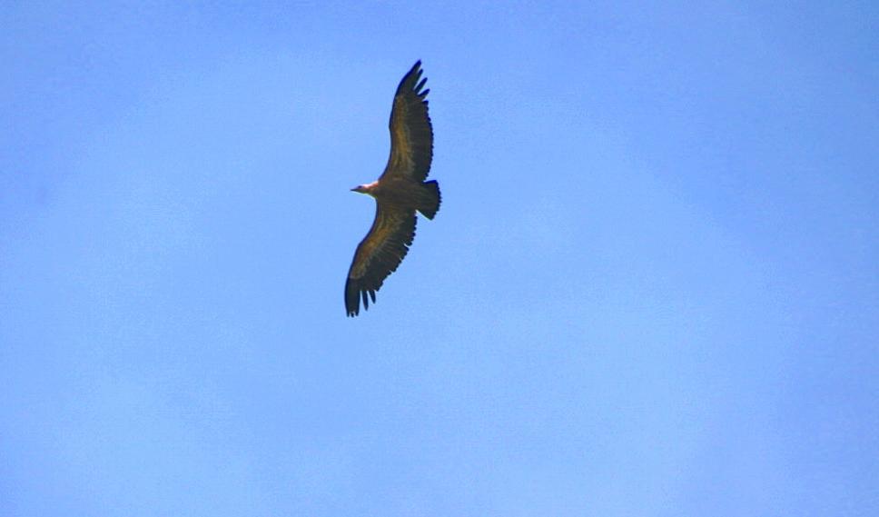 Foto de Orbaneja del Castillo (Burgos), España