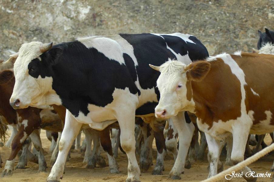 Foto de Sevilla (Andalucía), España