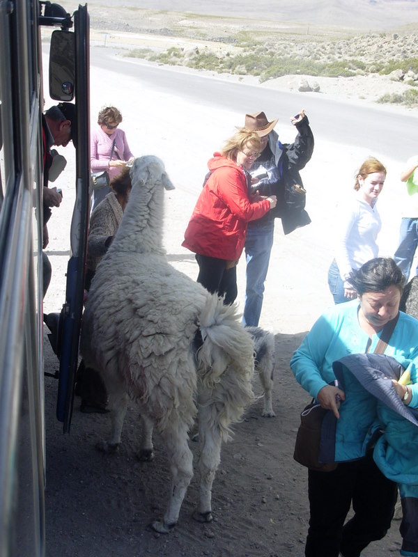 Foto de Arica (Altiplano), Chile