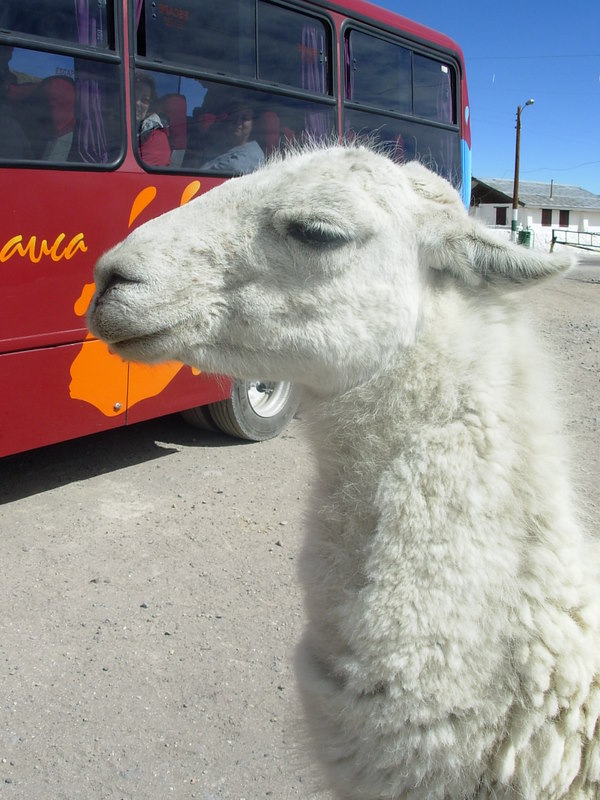 Foto de Arica (Altiplano), Chile