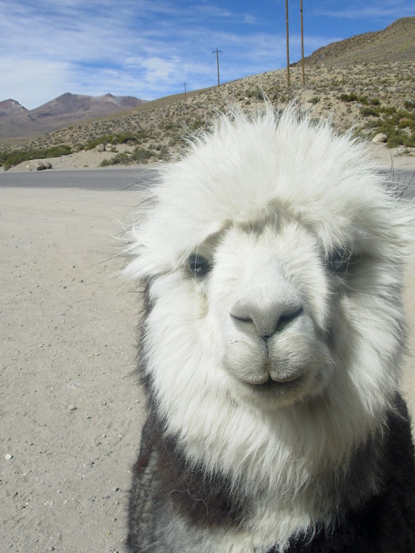 Foto de Arica (Altiplano), Chile