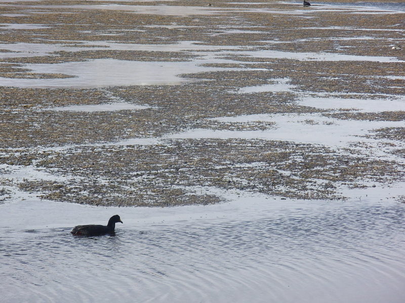 Foto de Arica (Altiplano), Chile
