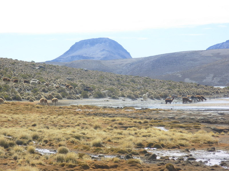 Foto de Arica (Altiplano), Chile