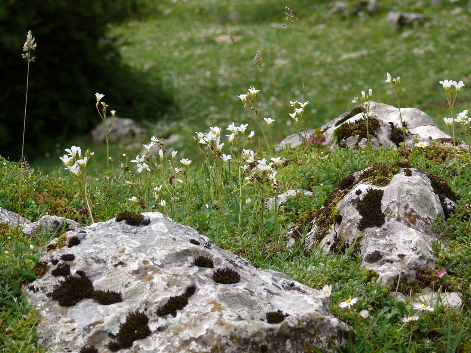 Foto de Zegama (Gipuzkoa), España