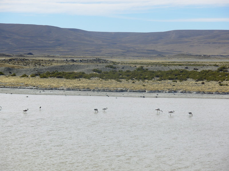 Foto de Parinacota, Chile