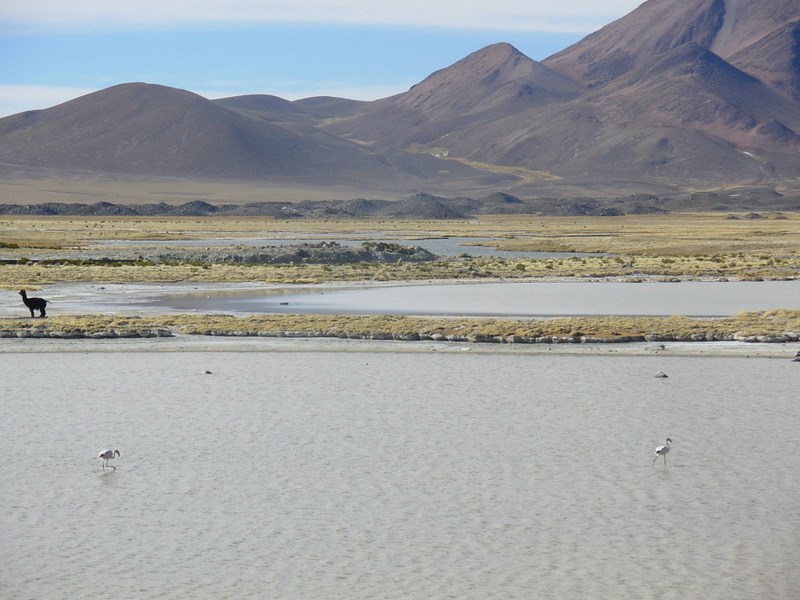 Foto de Parinacota, Chile