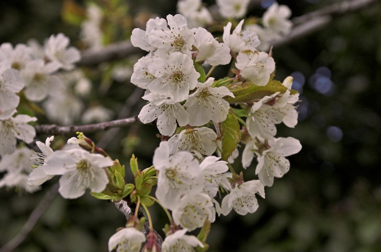 Foto de Plasencia (Cáceres), España