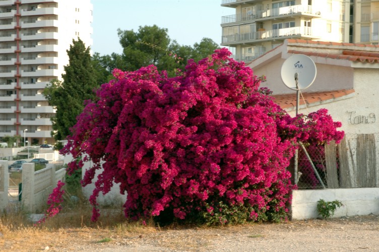 Foto de Calpe (Alicante), España