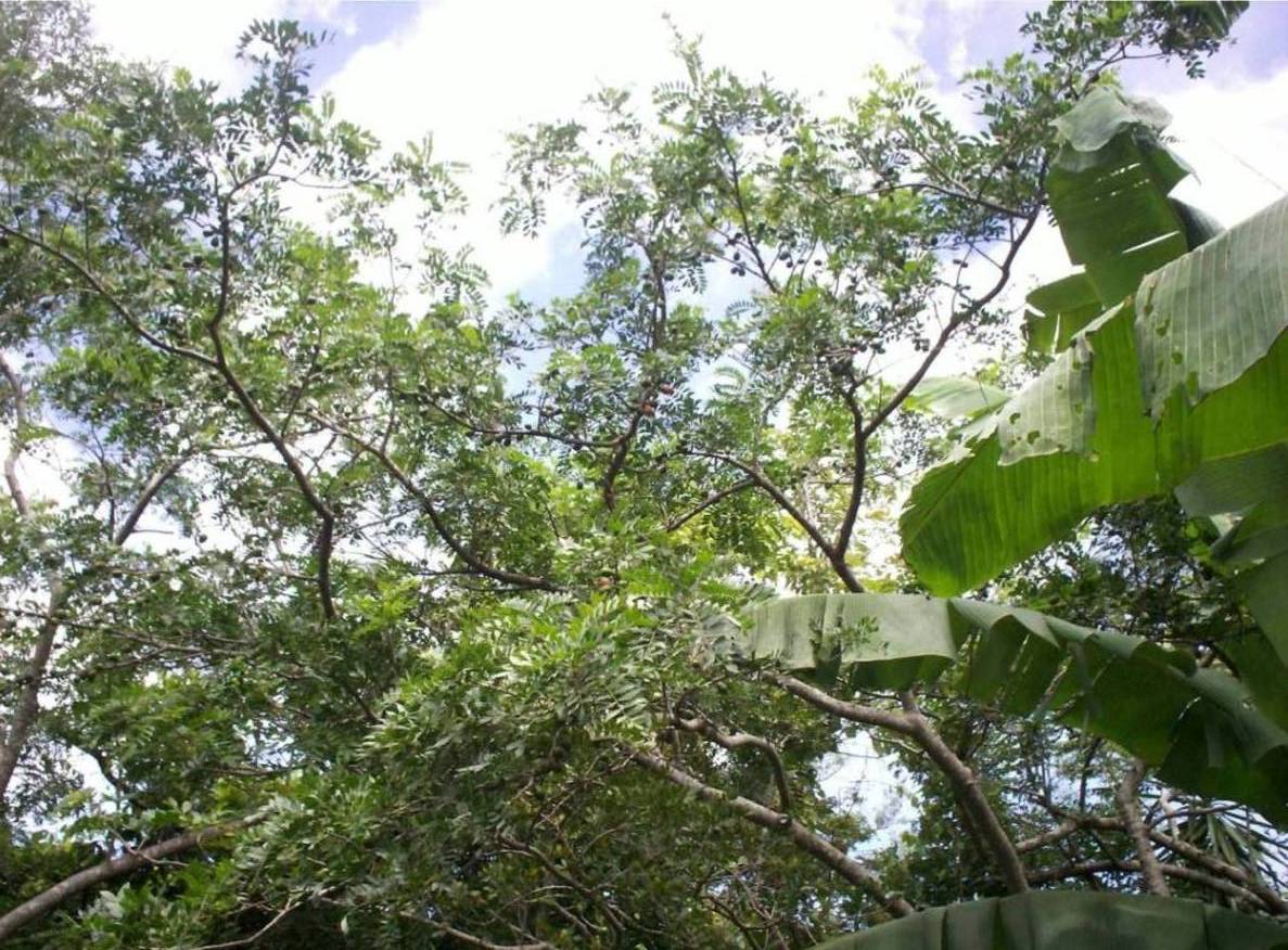 Foto de San Ignacio de Acosta, Costa Rica