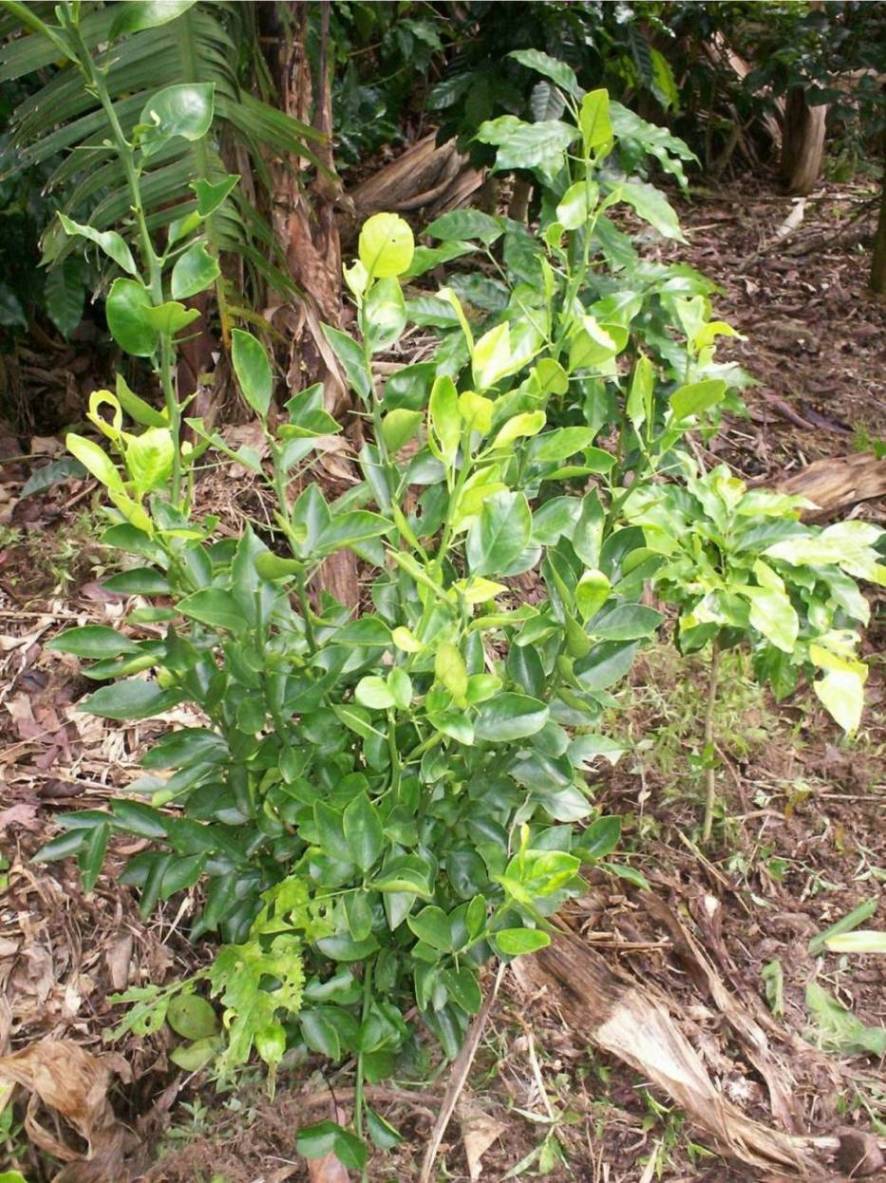 Foto de San Ignacio de Acosta, Costa Rica