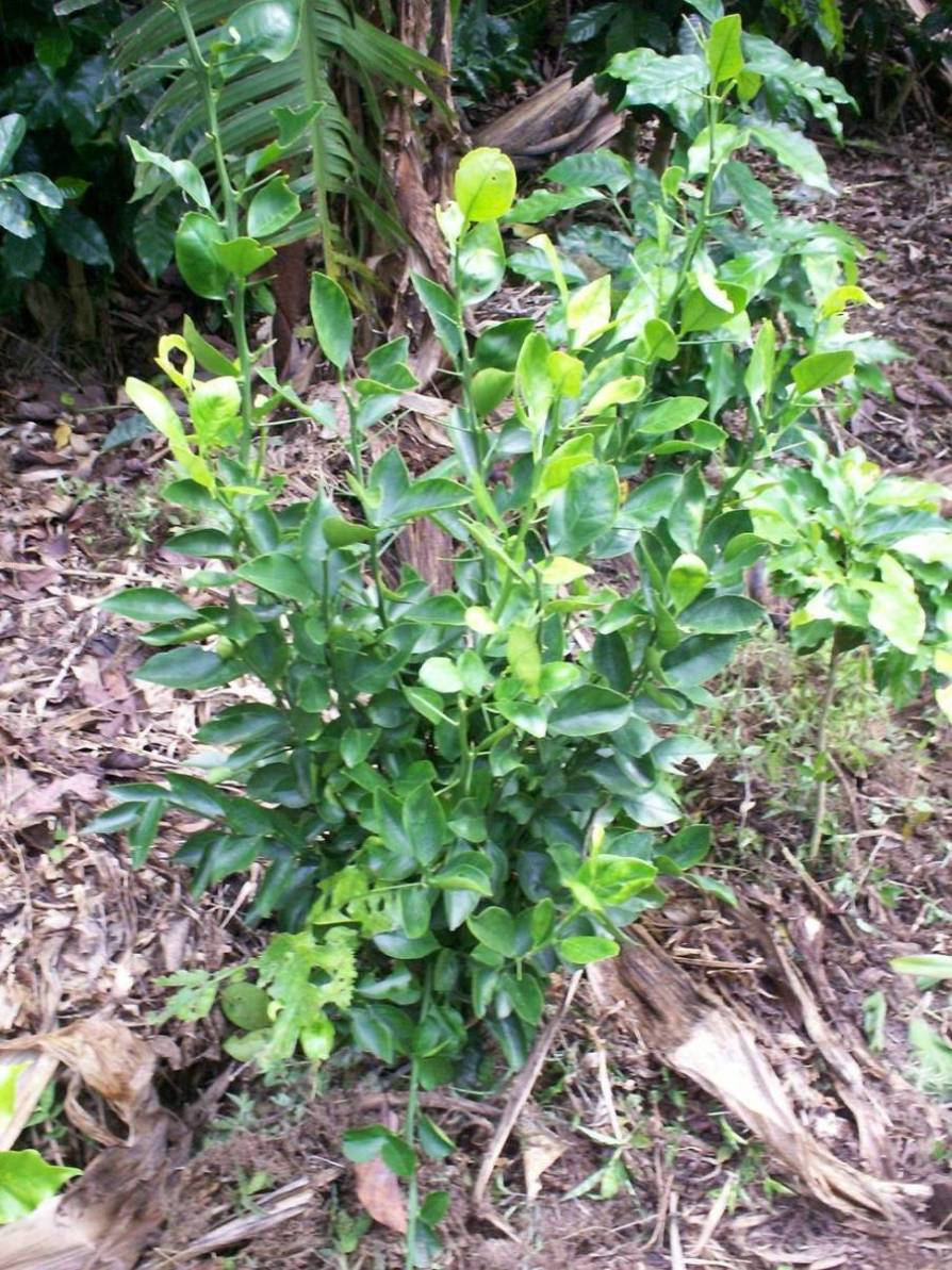 Foto de San Ignacio de Acosta, Costa Rica