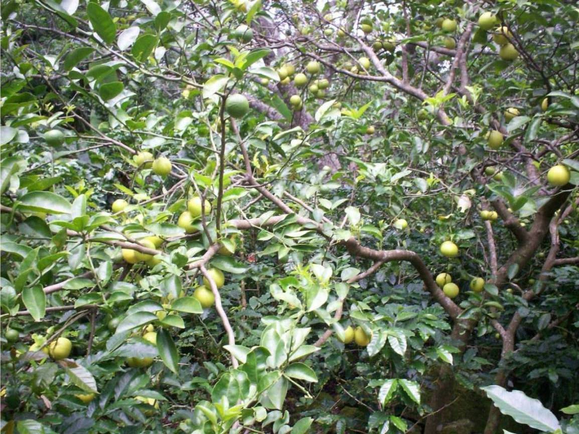 Foto de San Ignacio de Acosta (San José), Costa Rica